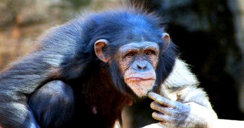 Primate Study Shows Humans and Chimps Share Personality Traits