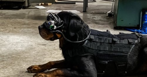 The U.S. military is testing AR goggles for dogs