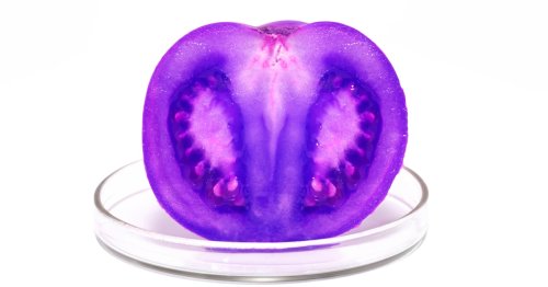 USDA approves GMO purple tomato with brain-boosting and cancer-fighting properties
