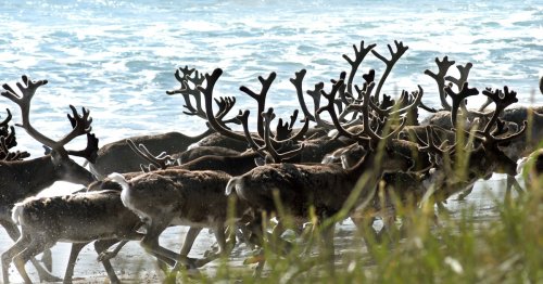 The world's largest reindeer herd is dying off at an alarming rate