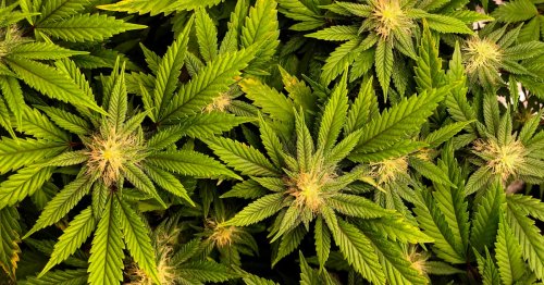 Scientists discover the ancient birthplace of marijuana