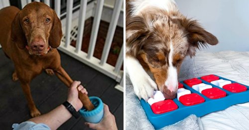 Genius inventions you (& your dog) will wish you got sooner