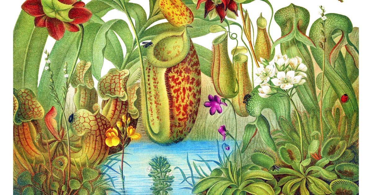 Flesh-eating plants still have scientists stumped