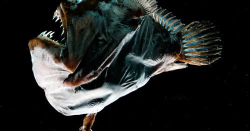 Strange anglerfish sex is teaching scientists about the immune system