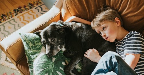 My Dog Bit My Child; Now What? How Experts Say You Should Respond