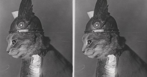 The Library Of Congress Just Dropped A Ton Of Free-To-Use Cat Photos & They Are... A Journey