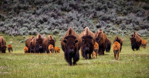 America's Recovering Bison Populations Are Restoring the US Landscape