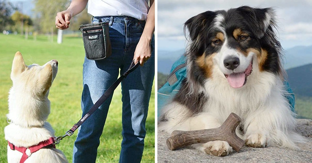 Trainers say these bad dog behaviors are actually easy to fix — & here's how
