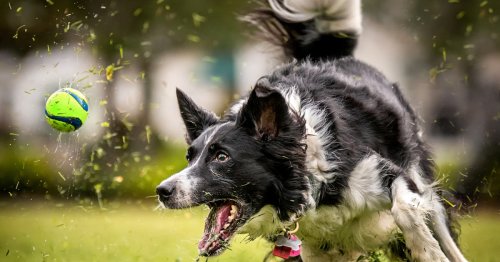 'Gifted' dogs may share this one trait. Does your dog have it?