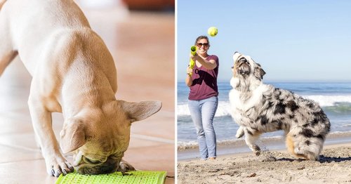 If Your Dog Gets Sad When You're Away, Trainers And Vets Say These 25 Things Will Make Them Happier