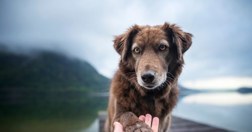 New analysis shows ancient dogs and humans shared a surprising bond