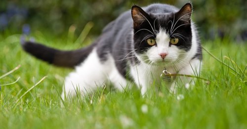 Should I Let My Cat Go Outdoors? 3 Reasons to Keep Your Pet Inside