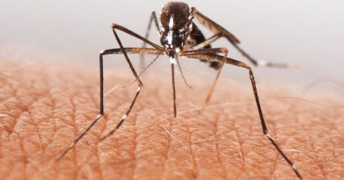 Genetically Modified Mosquitoes Thrive in Brazil, to Researchers' Surprise