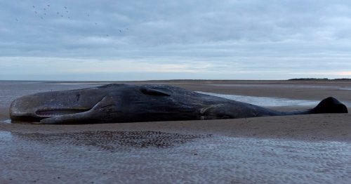 Extinct "Killer Sperm Whales" Terrorized Ancient Oceans With Their Enormous Teeth