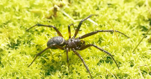 Nature's creepiest crawler is thriving as climate change warms the Arctic