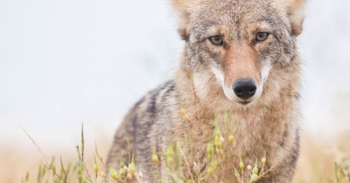 How can I protect my pet from coyotes? Experts explain the best defense
