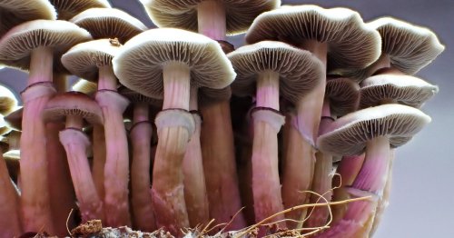Domestication Altered Magic Mushrooms’ Genetics, New Study Finds