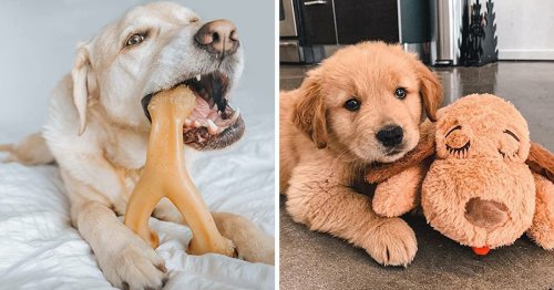 If your dog misbehaves, you'll wish you knew about these genius things sooner
