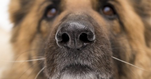 Why one type of dog can smell Covid-19 with a 100 percent success rate.