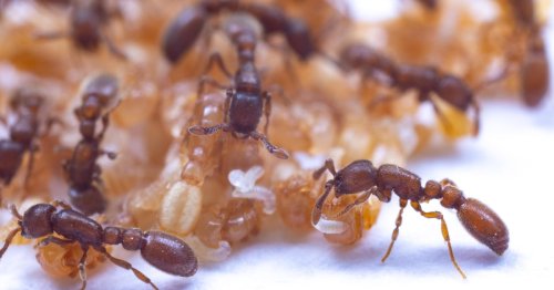 Watch: Ants make "milk" during metamorphosis to feed their colonies