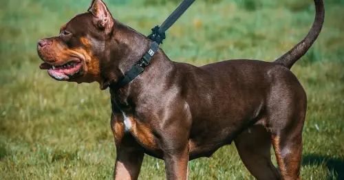 'I'm a dog behaviour expert and three things may save your life during an attack'