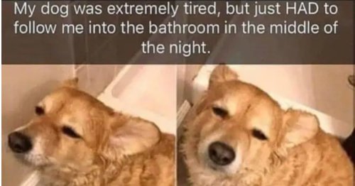26 Pictures That Will Warm Your Cold, Dead Heart