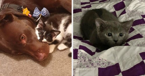 14 Cat Posts To Take Your Week From Blah To Brilliant