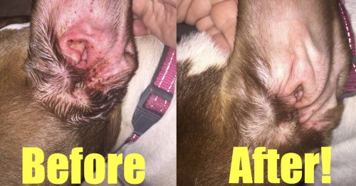 25 Amazon Dog Products With Impressive Before-And-After Photos