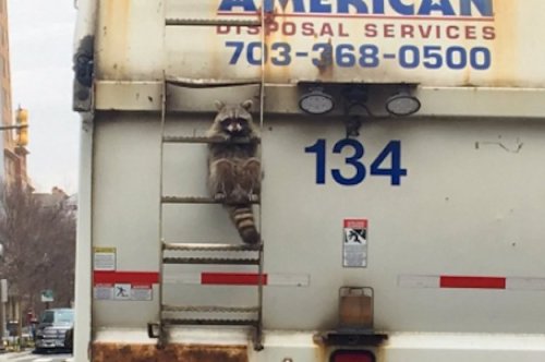 This Raccoon That Got Stuck On A Trash Truck Is America Right Now