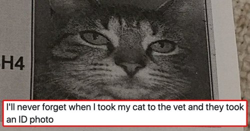 15 Cat Posts From This Week That Are Cute As Can Be