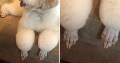 14 Dog Posts From This Week That Are Either A) Adorable, B) Hilarious, C) Iconic, Or D) All Of The Above
