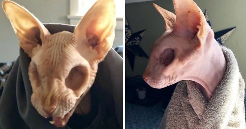 This Eyeless, Hairless Cat Is The Cutest Nightmare Fuel I Ever Did See