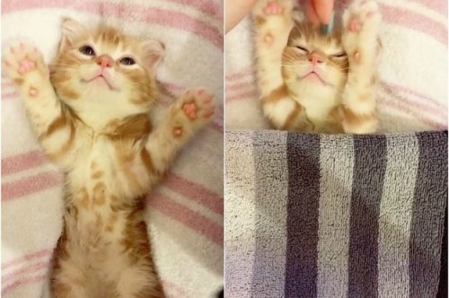 This Video Of A Kitten Preparing For Her Nap Time Will Blow All Your Worries Away