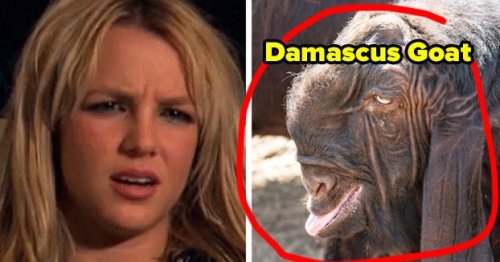 People Are Sharing Animal Species That They *Just* Found Out Existed And I Seriously Had Nooooo Idea