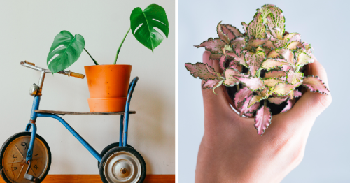 15 Stylish Houseplants That Actually Thrive In Low Light