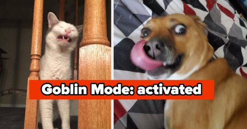 Please Send Us Hilarious Photos Of Your Pets Being Weird AF