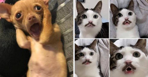 19 Cute Pictures Of Dogs And Cats