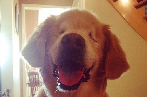 The Internet Is Going Wild For This Adorable Therapy Dog With No Eyes