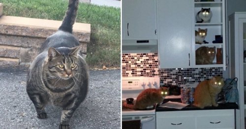 18 Tweets That Prove Cats Can — And Will — Overthrow The Human Race