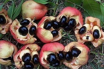 20 Awesome Fruits You've Never Even Heard Of