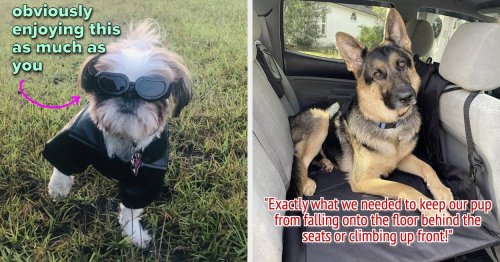 Your Dog Will Love These 27 Products And You Probably Will Too