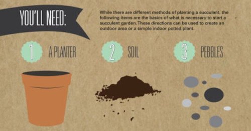 17 Charts For People Who Love Plants But Can't Keep Anything Alive