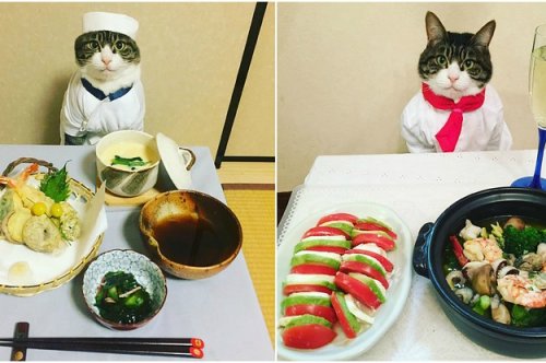 Even Dog People Will Fall In Love With This Cosplaying Cat Chef
