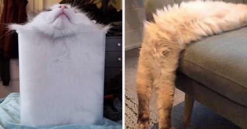 19 Cat Shapes That Truly Defy All Laws Of Physics