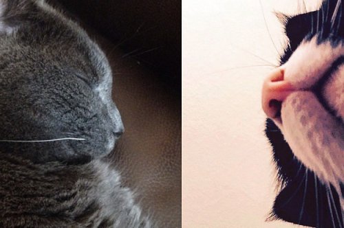 34 Noses That Will Restore Your Faith In All That Is Good In The World