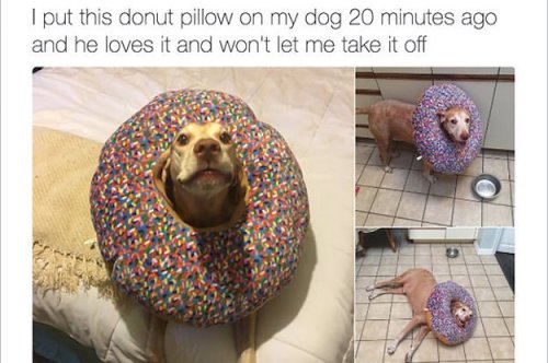 17 Dogs Who Deserve To Be Pet All They Want, Dammit