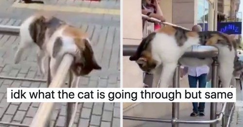 15 Cat Posts From This Week That Are Both Wholesome And Pure