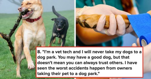 "I've Seen People Accidentally Make Their Dogs Sick": Veterinarians And Other Dog Professionals Are Sharing The Things They Want Dog Owners To Know