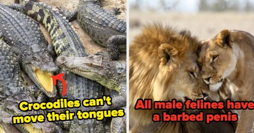 102 Animal Facts That Might Change The Way You See Animals
