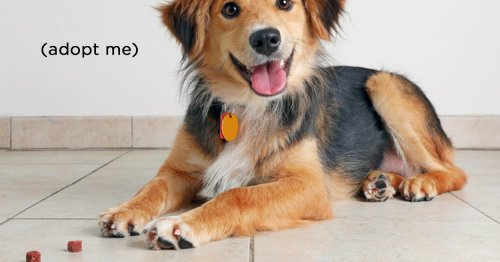 What Breed Of Dog Should You Adopt?